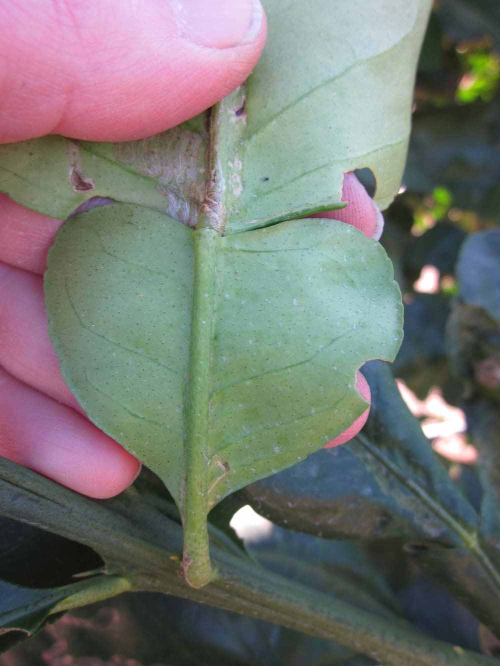                Petiole (Large Pink, Winter Haven, FL)       